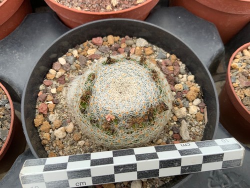 Mammillaria lenta wysiwyg - mammillaria,