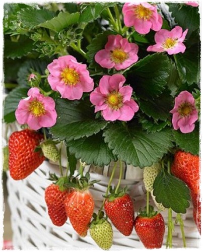 Pianta fragola rifiorente - di, a