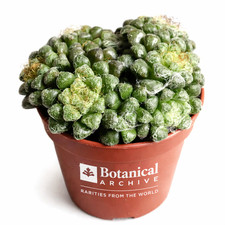 Anacampseros arachnoides 10000