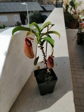 Nepenthes Aristolochioides in