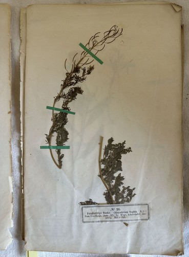 Erbario phanerogamen herbarium - erbario,