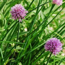 250 Graines Ciboulette non traitées - Allium schoenoprasum Aromatique civette 