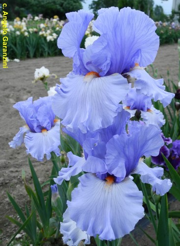 Iris cielo alto angelo - iris, tb