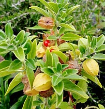 Semi di bacca del sonno