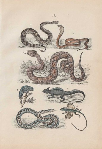 Serpente sonagli camaleonte - serpente,