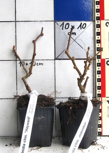 Actinidia hayward nota - actinidia, /
