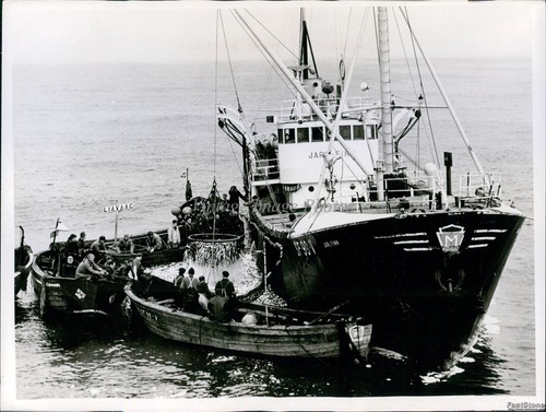 1964 oivind stokke - 1964,