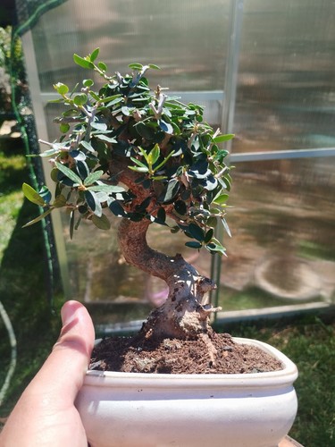 Bonsai olea europaea - olea,