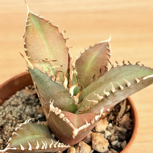 Agave titanota red - agave,