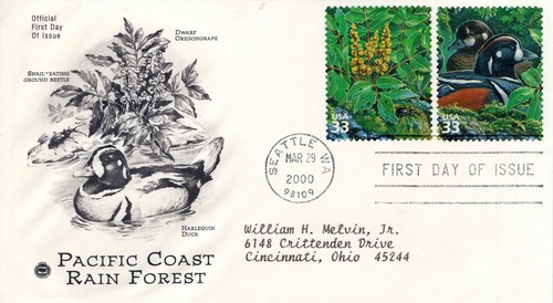 Pacific coast foresta - foresta, pluviale
