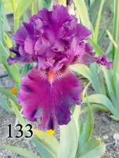 1 rizoma di Iris Germanica