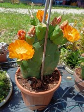 Pianta opuntia gregoriana - pianta,