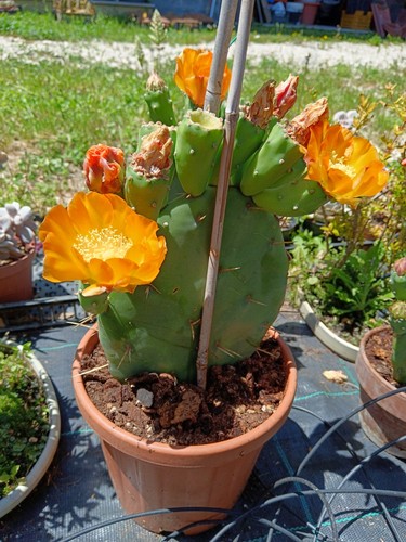 Pianta opuntia gregoriana - pianta,