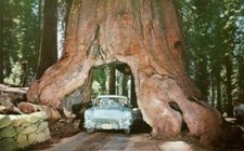 LEGNO DI SEQUOIA GIGANTE - SEQUOIADENDRON GIGANTEUMA, 10 semi + OMAGGIO