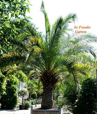 Phoenix canariensis, palma da