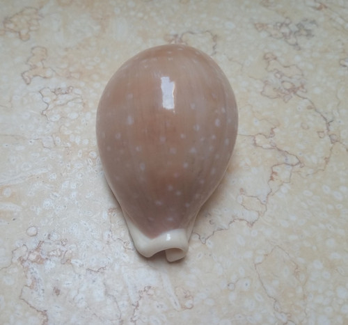 Cypraea camelopardalis rare - cypraea,
