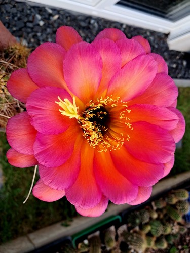 Trichocereus piattino - trichocereus,