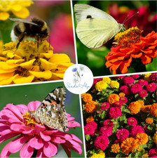 1000 SEMI ZINNIA ELEGANS