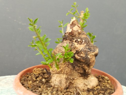 Bonsai olivastro robusta - olivastro,