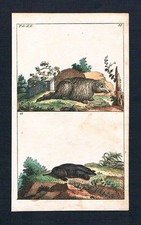 1800 - Marmotta Talpa Animale