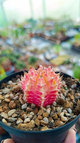 Gymnocalycium thai variegata