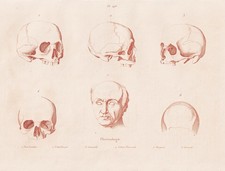 Frenologia Cranio Teste Testa Umani Acciaio Inciso Guerin-Meneville 1838