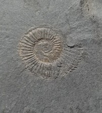 Ammoniti Fossili -
