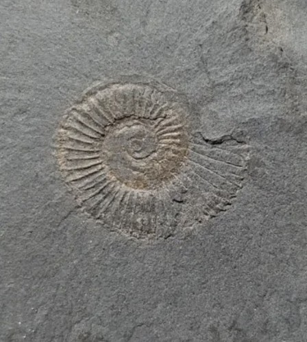 Ammoniti fossili - ammoniti,