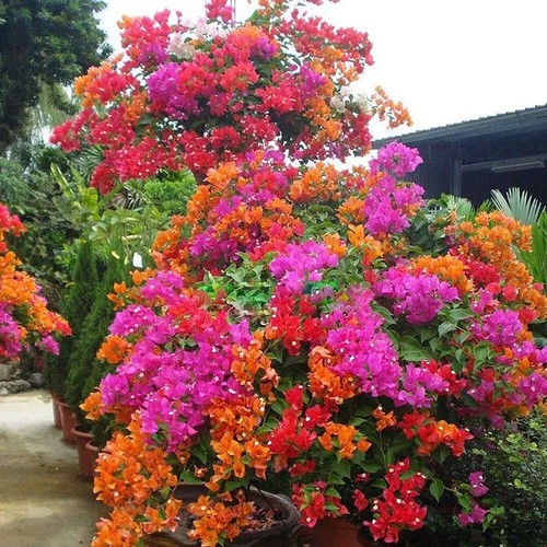 100 colori misti bonon - colori,