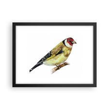Poster 40x30cm Cardellino