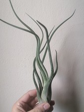 Tillandsia Caput Medusae