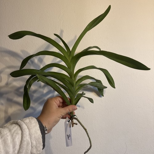 Vanda orchidea blu - vanda,