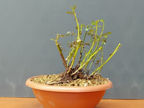 Bonsai roselline 27x26cm in - 27x26cm,