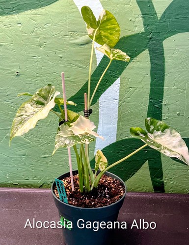 Alocasia gageana albo pot - albo, 4"