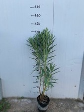 50 piante di oleandro colori