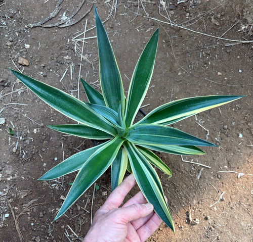 Agave desmettiana variegata - agave,