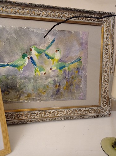 Pappagalli uccelli birds - i,