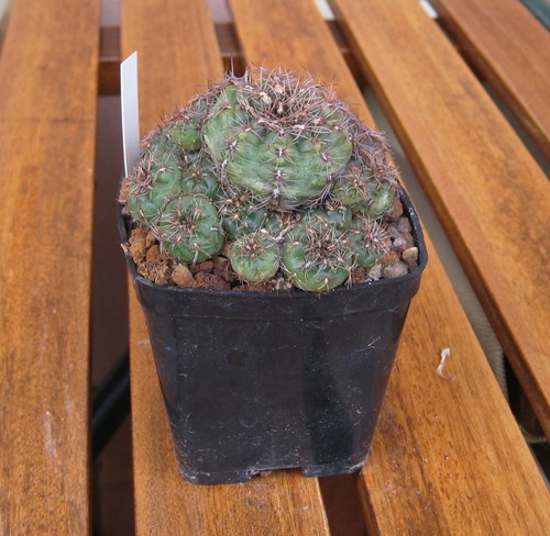 Gymnocalycium mesopotamicum