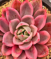 Echeveria tolimanensis - echeveria,