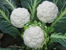 50 semi PALLA DI NEVE CAVOLO A FIORI BIANCHI + OMAGGIO