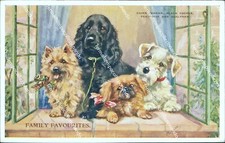 cb487 cartolina tematica cani dog family favourites cairn terrier puppies