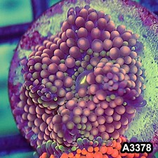 Item#A3378SP3378(S) WYSIWYG