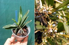 Pomatocalpa augustifolia