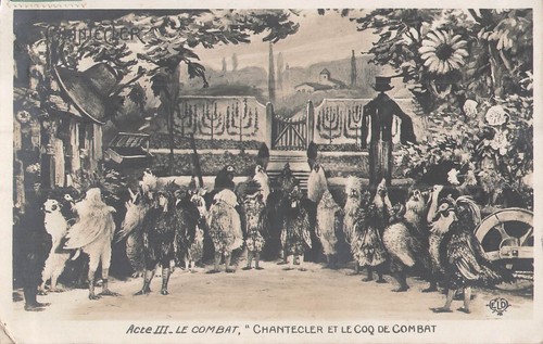 Chantecler coq de - chantecler,