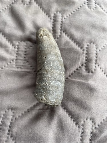 Corno corallo fossile