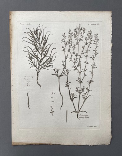 Incisione antica botanica - incisione, antica,