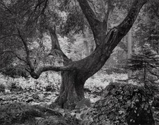 Stampa vintage Ansel Adams