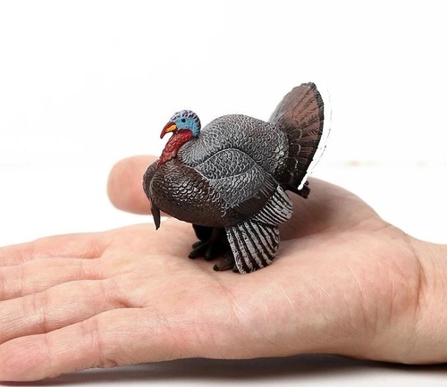 Wild turkey bird animale - wild,
