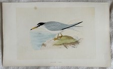 LESSER TERN LEASTER TERN FRATICELLO AMERICANO UCCELLI ORNITOLOGIA BIRDS 1870