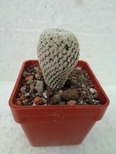 Solisia pectinata 2 cm we